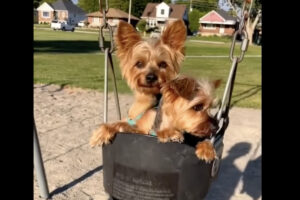 ブランコに仲良く乗る愛犬たち。ただただ揺られているその姿に癒やされる！