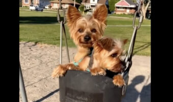 ブランコに仲良く乗る愛犬たち。ただただ揺られているその姿に癒やされる！