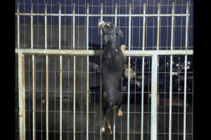 フェンスをのぼっていく子犬。上手に乗り越えると、そのまま外へ出ちゃった！？！？【海外・動画】