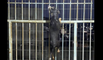 フェンスをのぼっていく子犬。上手に乗り越えると、そのまま外へ出ちゃった!?!?【海外・動画】