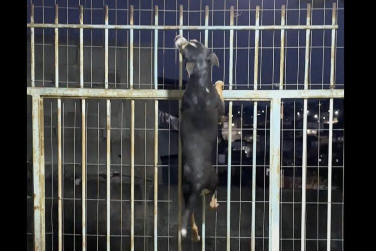 フェンスをのぼっていく子犬。上手に乗り越えると、そのまま外へ出ちゃった！？！？【海外・動画】