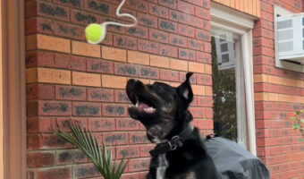 宙にぶら下げられたテニスボール。このボールを愛犬がくわえて引っ張ると・・、最高のサプライズが！！【海外・動画】