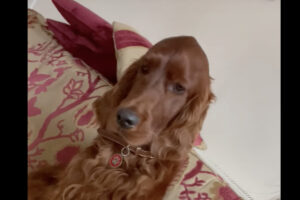 飼い主さんに甘えたい？愛犬のいつもとは違うというおねだりがかわいすぎる！！【海外・動画】