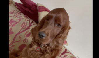 飼い主さんに甘えたい？愛犬のいつもとは違うというおねだりがかわいすぎる！！【海外・動画】