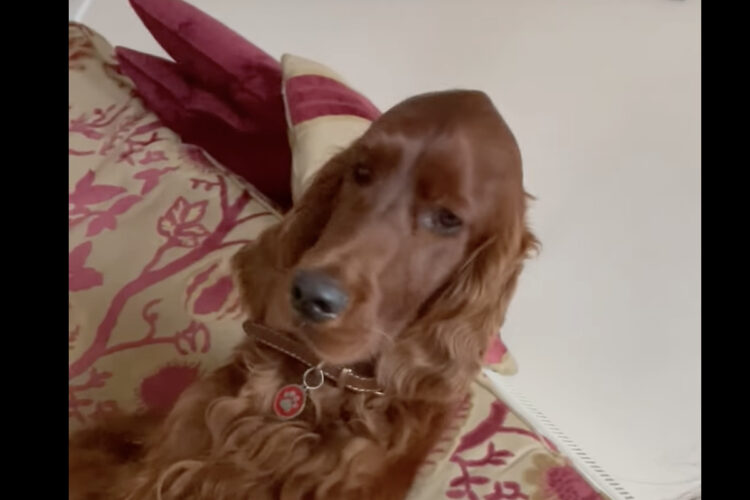 飼い主さんに甘えたい？愛犬のいつもとは違うというおねだりがかわいすぎる！！【海外・動画】