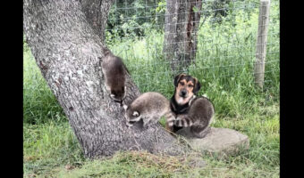 アライグマの赤ちゃん達が大好きな子犬。遊び回るその姿を優しく見守ります！！