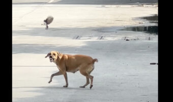 もしかして遊ばれちゃってる!?犬が小鳥にちょっかいをかけられています!!【海外・動画】