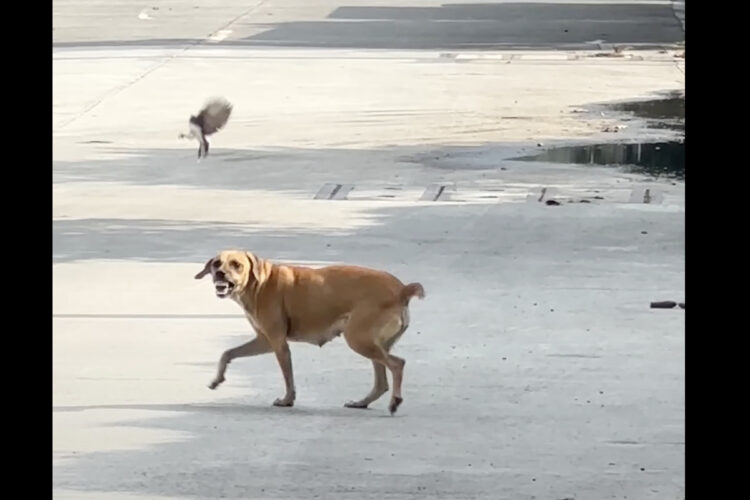 もしかして遊ばれちゃってる！？犬が小鳥にちょっかいをかけられています！！【海外・動画】