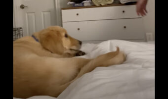 クレートに戻るように言われる愛犬。しかし、パパさんたちと一緒にいたいのか頑なに動こうとしません!!【アメリカ・動画】