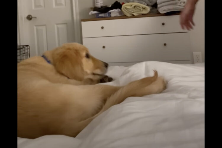 クレートに戻るように言われる愛犬。しかし、パパさんたちと一緒にいたいのか頑なに動こうとしません！！【アメリカ・動画】