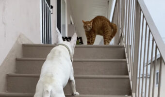 階段の上にいる猫にちょっかいをかけにいった愛犬。しかし「シャー！！」と威嚇されたその瞬間・・！！【アメリカ・動画】