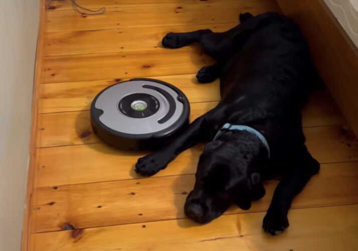 たとえ何度ぶつかってきても・・。ロボット掃除機に体当りされても愛犬はお昼寝を続けます！！