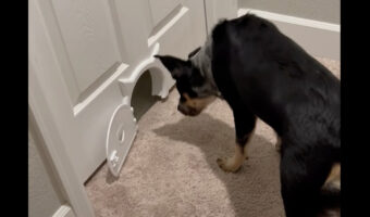 ドアには猫用の小さなペットドアが。この狭いスペースを犬が通り抜けようとします！！