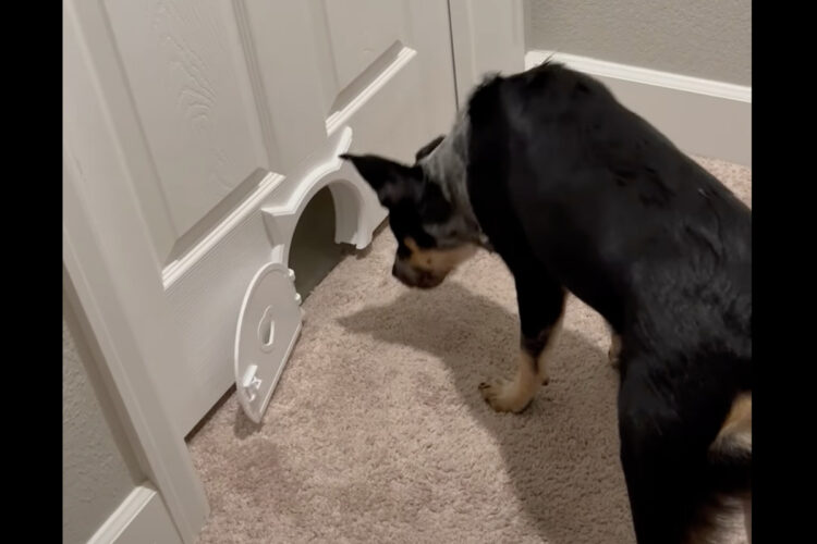 ドアには猫用の小さなペットドアが。この狭いスペースを犬が通り抜けようとします！！