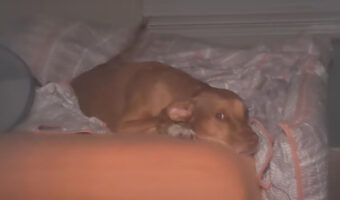 大きなあくびをしながらも、しっぽを振って飼い主さんを見つめる愛犬。一緒にいたくて離れないでほしいの？？