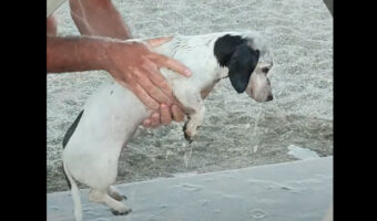 海でたくさん遊んだのかな?ビーチで動くことなく体を丁寧に洗ってもらう愛犬【海外・動画】