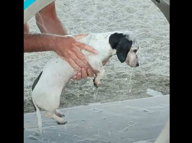 海でたくさん遊んだのかな？ビーチで動くことなく体を丁寧に洗ってもらう愛犬【海外・動画】