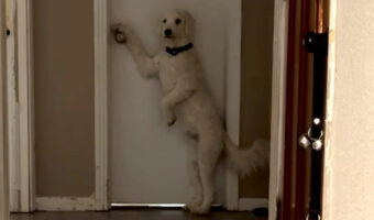 ドアノブにおててをかけて動かない愛犬。実はパパさんが出てくるのを待ち構えているところでした!!【アメリカ・動画】