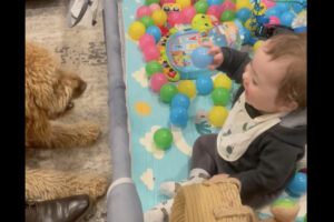 赤ちゃんと遊ぶゴールデンドゥードル。ネット越しだけどボール遊びをしてふたりとも楽しそう！！【海外・動画】