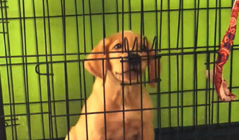 賢い子犬。何度閉じられてもすぐにケージを開けちゃいます!!【海外・動画】