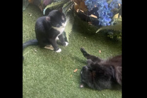 庭先でごろんとくつろでいる猫たち。穏やかなその光景が・・一瞬にして一変！！【アメリカ・動画】