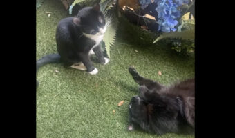 庭先でごろんとくつろでいる猫たち。穏やかなその光景が・・一瞬にして一変!!【アメリカ・動画】