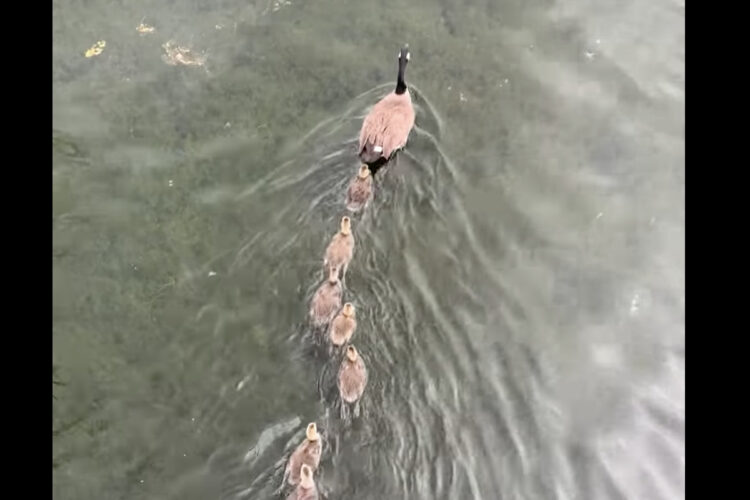 一体何羽いるの！？ガチョウの家族の列がどこまでいっても途切れません！！【アメリカ・動画】