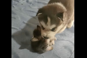 子犬のハスキー犬はママになった気分？母猫のように猫の赤ちゃんをくわえて移動しています！！【海外・動画】