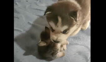 子犬のハスキー犬はママになった気分?母猫のように猫の赤ちゃんをくわえて移動しています!!【海外・動画】