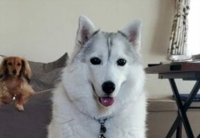 お座りのクセが強すぎる！？シベリアンハスキーの座り方が面白い！「こんなお座り初めて見ました」