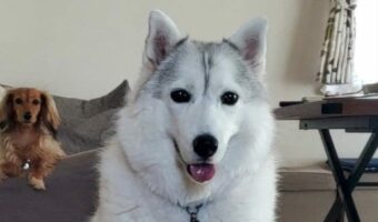 お座りのクセが強すぎる!?シベリアンハスキーの座り方が面白い!「こんなお座り初めて見ました」