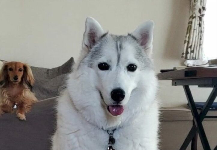 お座りのクセが強すぎる！？シベリアンハスキーの座り方が面白い！「こんなお座り初めて見ました」