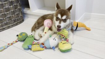 おもちゃに囲まれ、ご満悦なシベリアンハスキーの子犬が可愛すぎる！「おもちゃの中のぬいぐるみみたい」