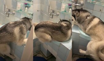 かわいすぎるハスキー！自分の体がまだ小さいと思い込んでるこの子の行動に癒される