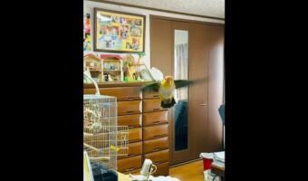 「お父ちゃ~ん、待ってたよぉ!」帰宅すると喜んで飛んできてくれるシロハラインコが可愛すぎる!