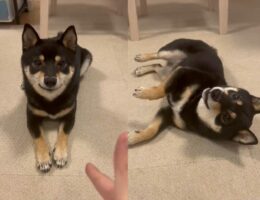 撃たれて死んだふりをする柴犬が可愛らしい！「だけど目は開いている」「演技は苦手でも可愛さは満点」