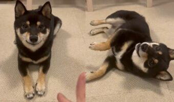 撃たれて死んだふりをする柴犬が可愛らしい！「だけど目は開いている」「演技は苦手でも可愛さは満点」