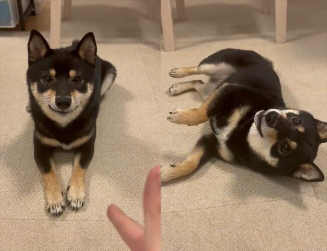 撃たれて死んだふりをする柴犬が可愛らしい！「だけど目は開いている」「演技は苦手でも可愛さは満点」