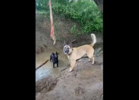 ロープにぶら下がるのに夢中な愛犬たち！楽しすぎてみんなロープを譲れません！！