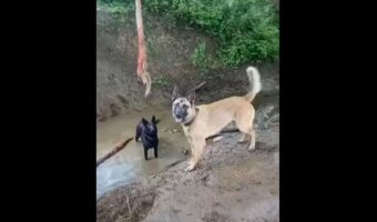 ロープにぶら下がるのに夢中な愛犬たち!楽しすぎてみんなロープを譲れません!!