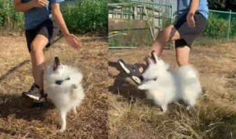 なんでもできるんだワン!飼い主さんと一緒にケンケンをする愛犬が話題に!「なんて賢いんでしょう」