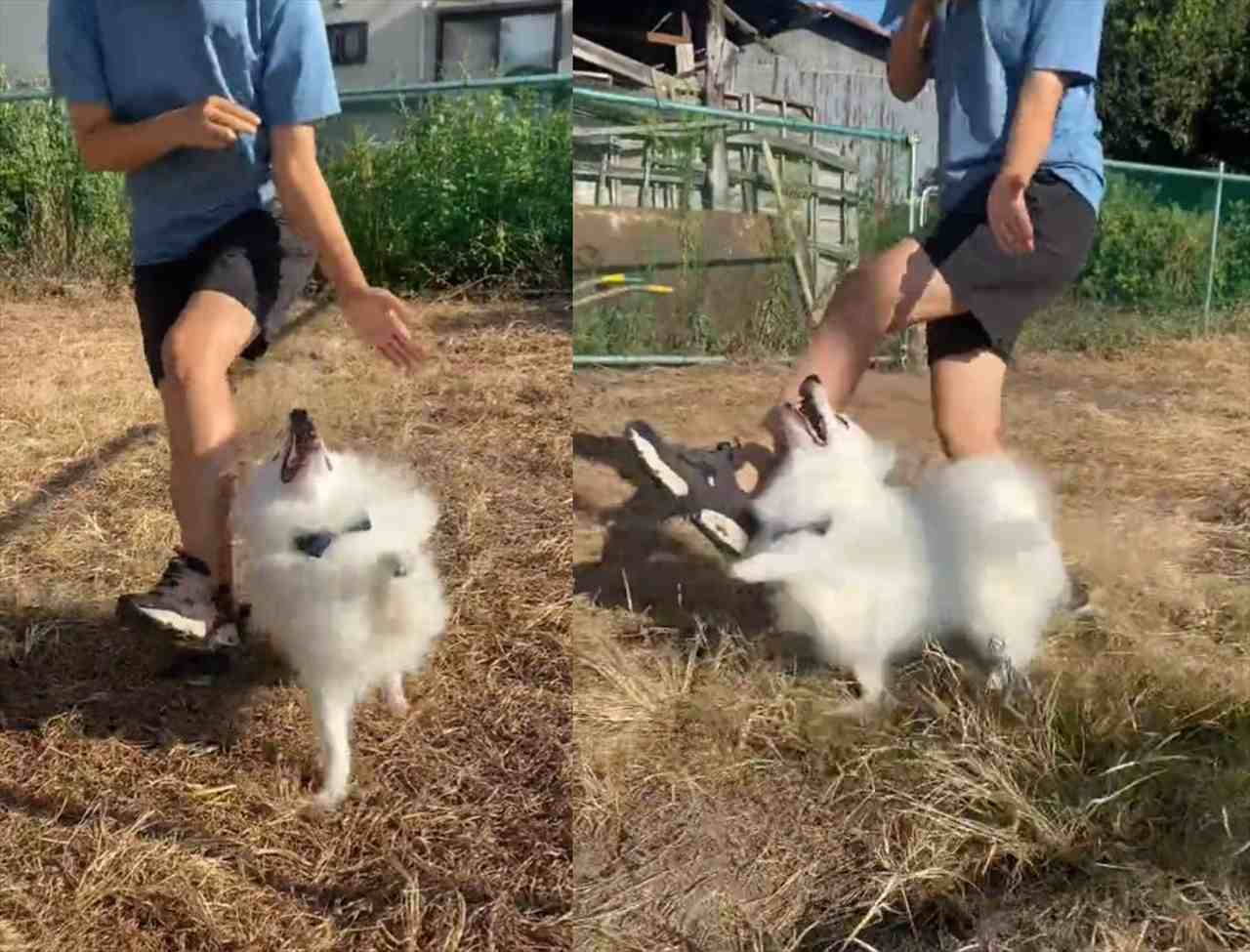 なんでもできるんだワン！飼い主さんと一緒にケンケンをする愛犬が話題に！「なんて賢いんでしょう」