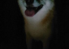 夜中にゲームしていて、ふと顔を上げた時に目に入った犬の顔が怖いと話題に！「ホラーゲームでよく見るやつ」