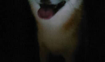 夜中にゲームしていて、ふと顔を上げた時に目に入った犬の顔が怖いと話題に！「ホラーゲームでよく見るやつ」