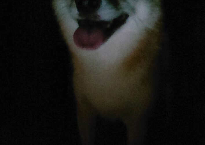 夜中にゲームしていて、ふと顔を上げた時に目に入った犬の顔が怖いと話題に！「ホラーゲームでよく見るやつ」