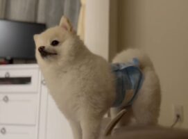 お姉ちゃんと一緒に寝たい愛犬。お姉ちゃんが来るまで起きて待っていた健気さに反響！