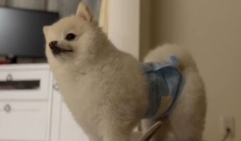 お姉ちゃんと一緒に寝たい愛犬。お姉ちゃんが来るまで起きて待っていた健気さに反響！