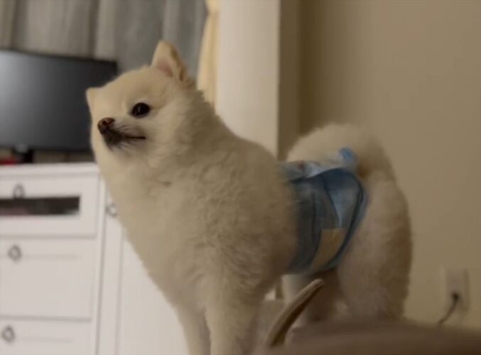 お姉ちゃんと一緒に寝たい愛犬。お姉ちゃんが来るまで起きて待っていた健気さに反響！