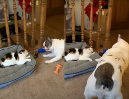 猫パンチをくらってもめげない！一緒に遊びたくて一生懸命なフレンチブルドッグ