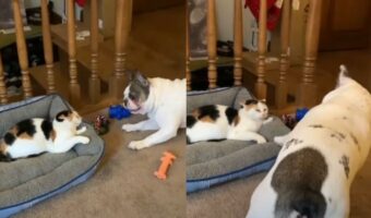 猫パンチをくらってもめげない!一緒に遊びたくて一生懸命なフレンチブルドッグ